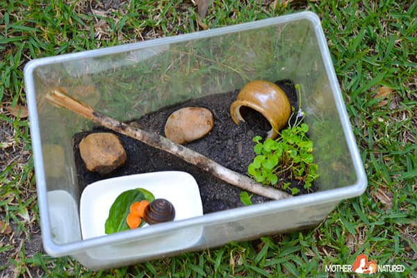 Snail Box